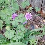 Malva neglecta Libunga