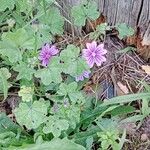 Malva neglecta 整株植物