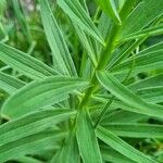 Lilium carniolicum Blad