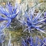 Cardopatium corymbosum Flor