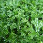 Selaginella stenophylla Лист