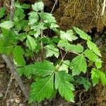 Acer glabrum Foglia