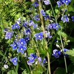 Veronica chamaedrys Flower
