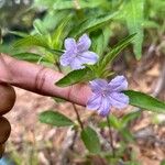 Ruellia humilis Цвят