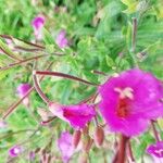 Epilobium hirsutumFlower