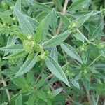 Rubia tinctorum পাতা