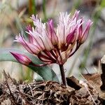 Allium falcifolium Virág