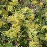 Boscia mossambicensis Flower