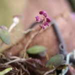 Bulbophyllum sanfordii Flower