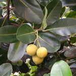 Calophyllum calaba Fruchs