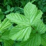 Filipendula ulmaria Blad