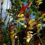 Ipomoea lobata 花