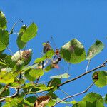 Populus tremula Blatt