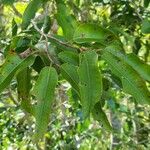 Syzygium borbonicum Leaf