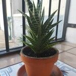 Aloe variegata Φύλλο