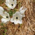 Ornithogalum arabicum Flower