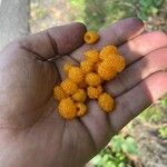 Rubus ellipticus Fruit