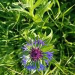 Cyanus triumfettii Flower
