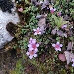 Saxifraga oppositifoliaΛουλούδι