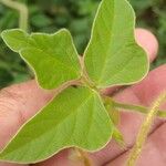 Phaseolus coccineus Feuille