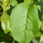 Viburnum lentago ഇല
