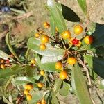 Pittosporum stenopetalum ফল