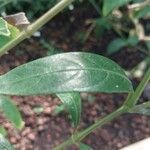 Barleria lupulina Blad