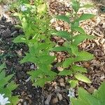 Campanula lactiflora عادت