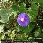 Ipomoea hederacea Blatt