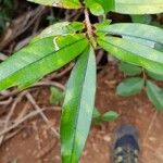 Erythroxylum laurifolium Leaf