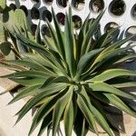 Agave demeesteriana Feuille