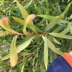Hakea salicifolia Folha