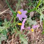 Solanum virginianum Fleur