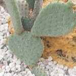 Opuntia rufida Blad