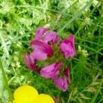 Pedicularis pyrenaica Flower