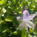 Pontederia crassipes Flower