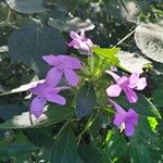 Barleria cristata 花