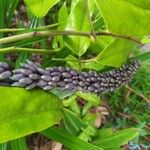 Mucuna pruriens Vaisius