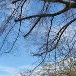 Populus × canescens Агульны выгляд