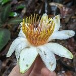 Passiflora candida Flor