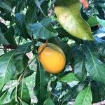 Pouteria caimito Fruit