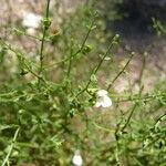 Stachys glutinosa Altro