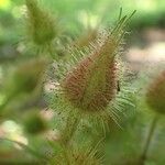 Rubus phoenicolasius Frucht