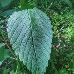 Galeopsis bifida Leaf