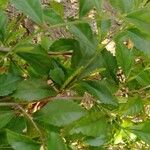 Acalypha siamensis Leaf