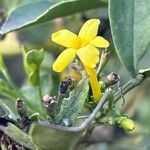 Chrysojasminum odoratissimum Virág