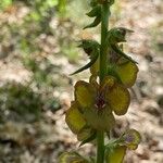 Verbascum bugulifolium Floro