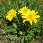 Wyethia angustifolia Habitat