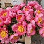 Paeonia mascula 整株植物