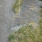 Achnatherum calamagrostis Folio